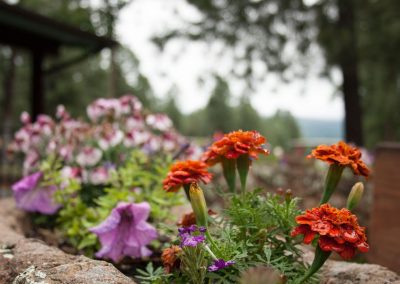 Flowers with dew in the community at New Mexico Pendaries