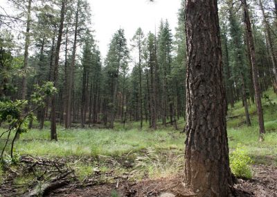 Forest with tall trees similar to the forests of Ruidoso and Red River